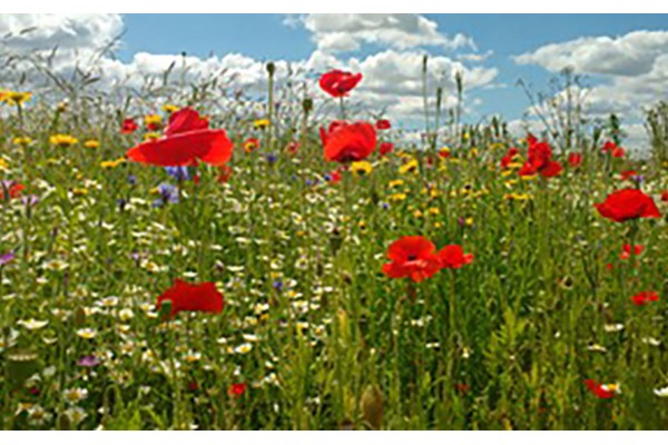 AWF Poppy & Cornfield Mix