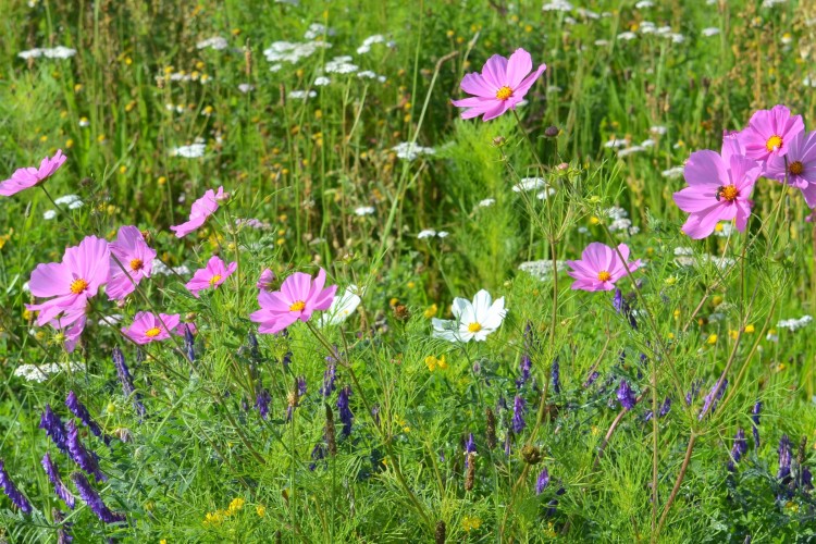 Cottage Garden Wildflowermat