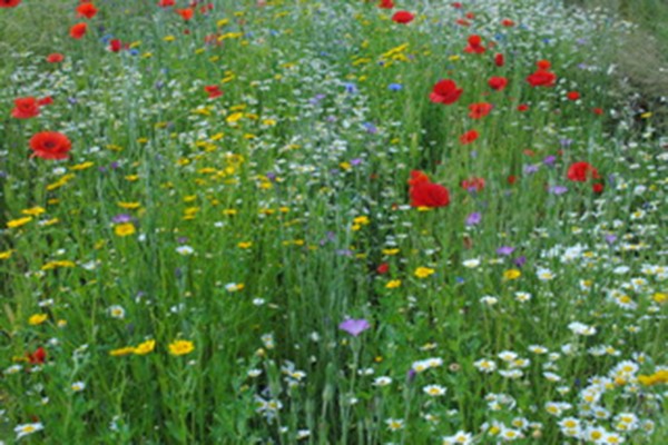 Cornfield Annuals Mixture  - 1kg Bag