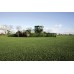 Premium Rye Lawn Turf