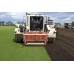 Premium Rye Lawn Turf