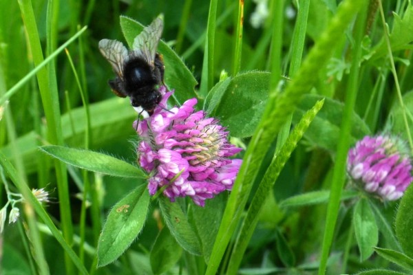 SUDS & Slopes Wildflowermat