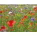 Cornfield Annuals Mixture  - 1kg Bag