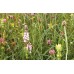 Cornfield Annuals Mixture  - 1kg Bag