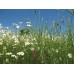 LG9/ Flowering Lawn - 1kg Bag