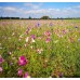 Floral Focus Wildflowermat (100% Native, Grown on Substrate)