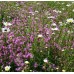 Traditional Meadow Wildflowermat